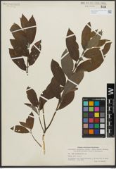 Foto von Salix gracilistyla Miq.